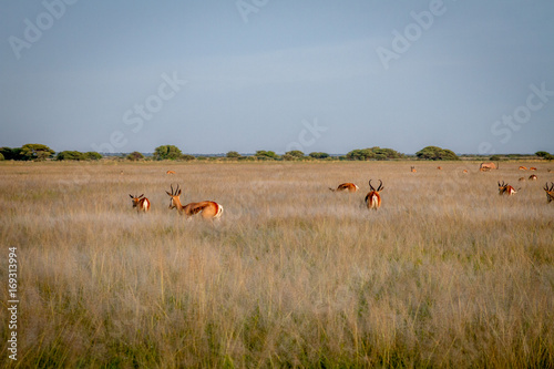 Herd of Springbok in the high grass.