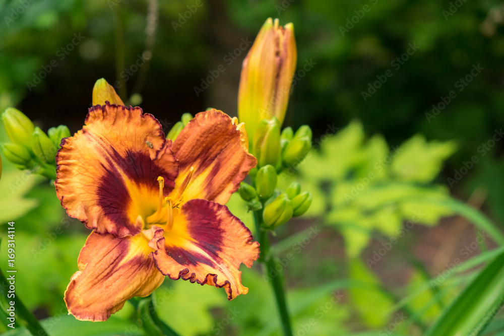 Obraz premium Day-lily aka Hemerocallis