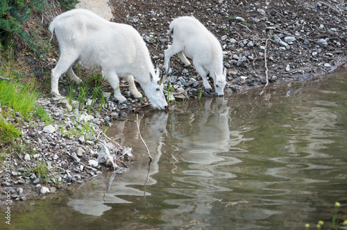 Mountain Goat