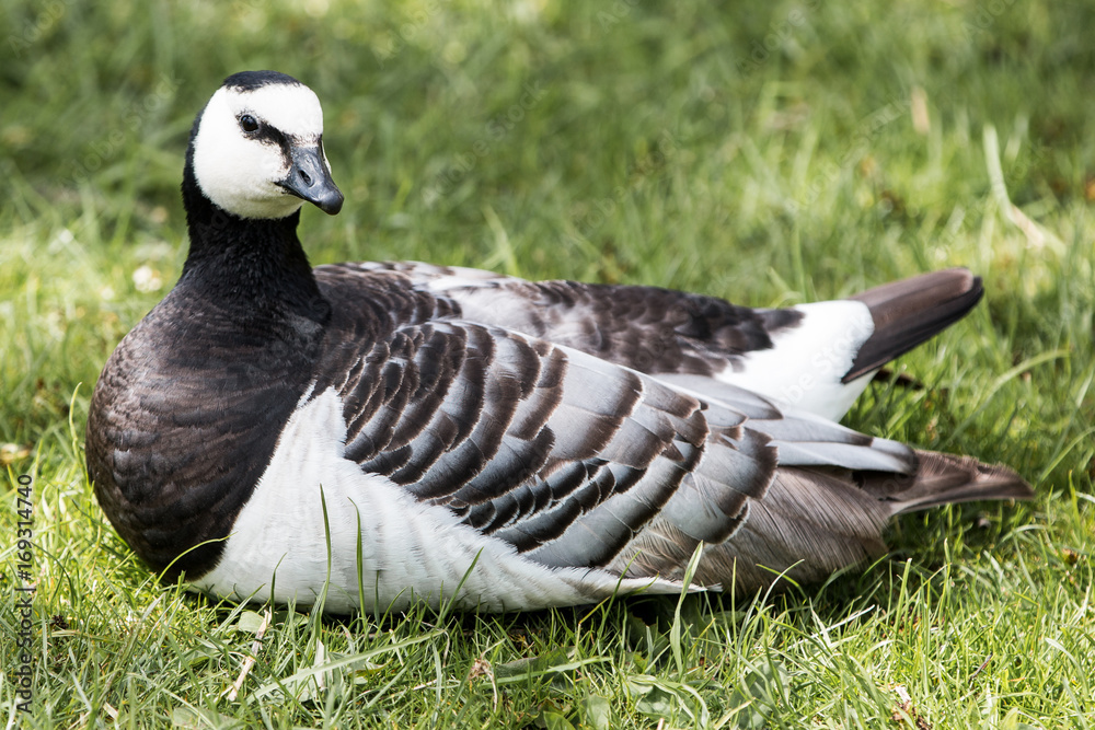 Weißwangengans Nonnengans (Branta leucopsis) Weißwangengans Nonnengans (Branta leucopsis)