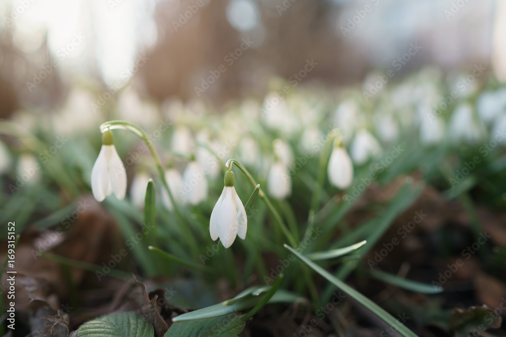 white snowdrops in spring morning closeup white snowdrops in spring morning closeup