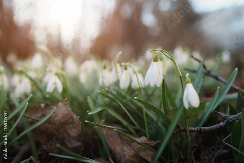 white snowdrops in spring morning closeup