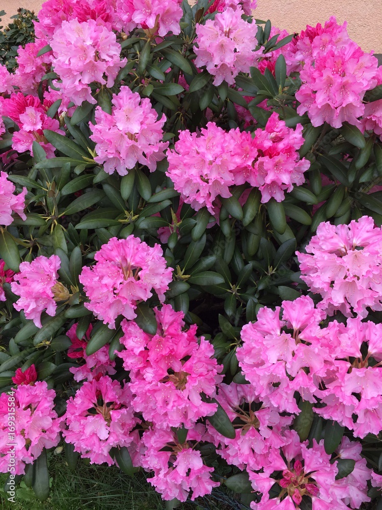 Richly flowering rhododendron in the garden Richly flowering rhododendron in the garden