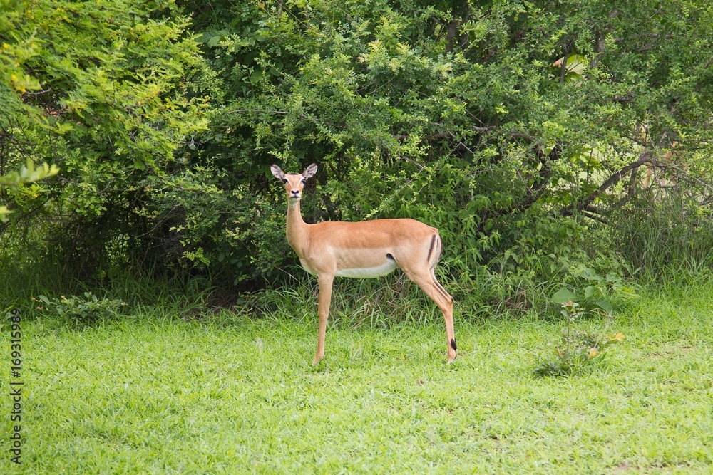 Deer standing alone in the Selous Game Reserve, Tanzania Deer standing alone in the Selous Game Reserve, Tanzania