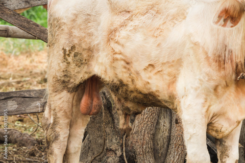 Bull testical