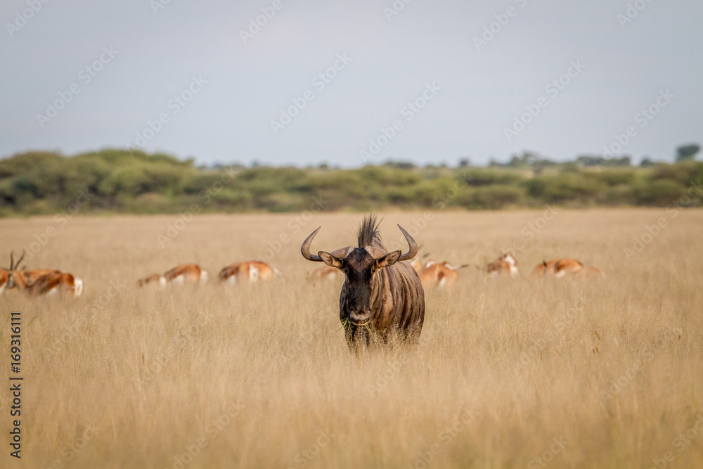 Fototapeta premium Blue wildebeest with Springboks in the Background.