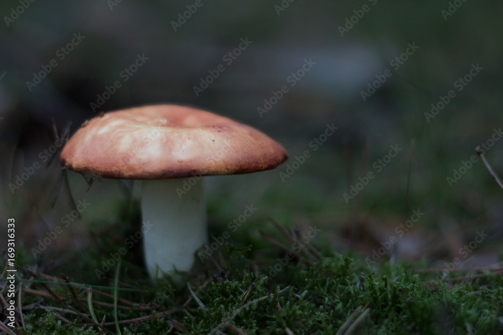 mushroom growing in the forest mushroom growing in the forest