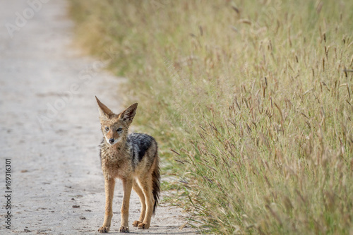 Black-backed jackal standing on the road.
