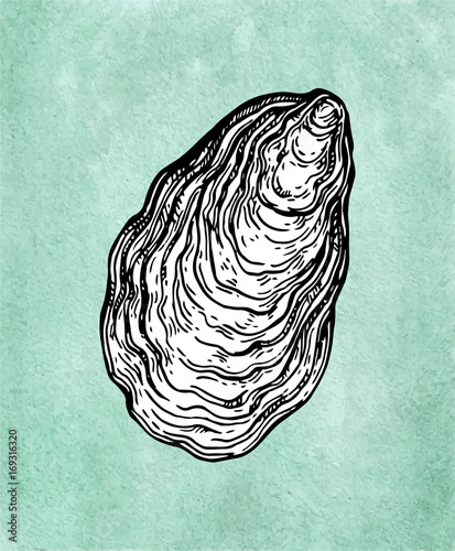 Oyster shell ink sketch
