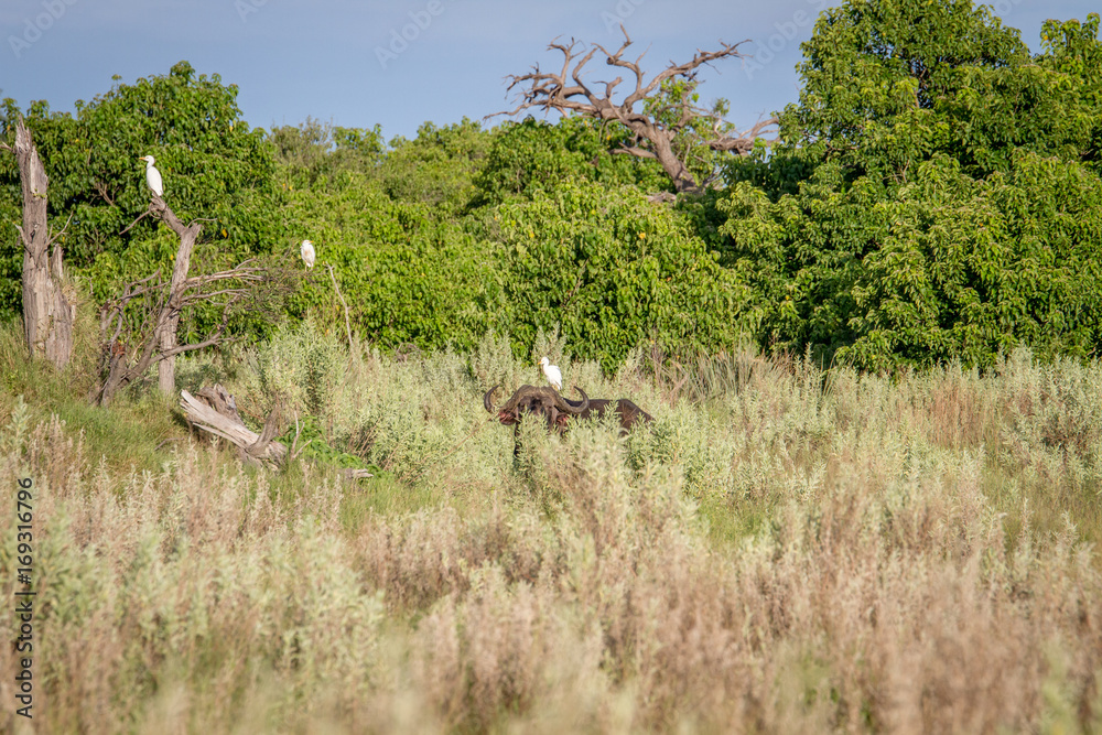 Buffalo in the grass with a Cattle egret. Buffalo in the grass with a Cattle egret.
