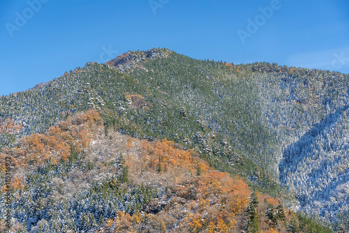 Autumn Forest landscape
