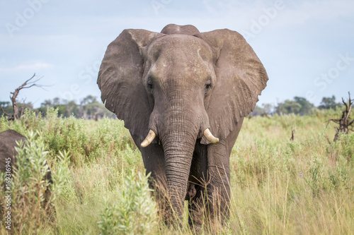 Elephant starring at the camera. © simoneemanphoto