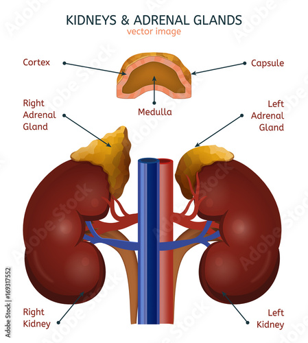 Adrenal Glands Image