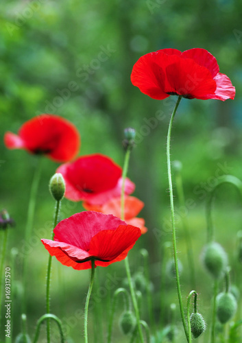 Beautiful scarlet poppies on a green background of a garden