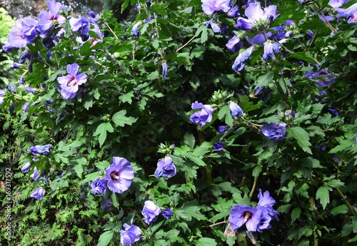 Hibiskusblüten ( Hibiscus )