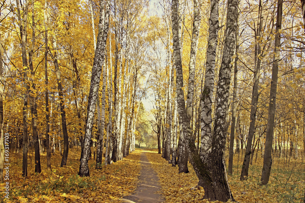 Footpath between the birches and maples in autumn
