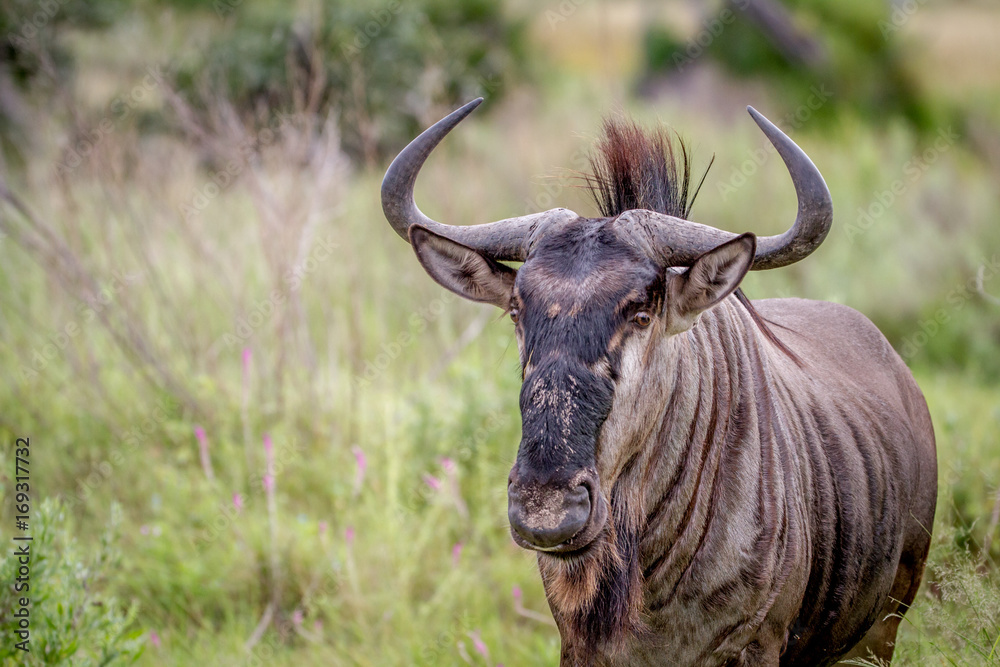 Blue wildebeest starring at the camera. Blue wildebeest starring at the camera.