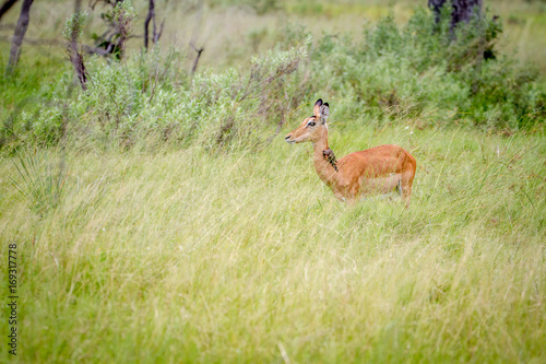 Fototapeta Naklejka Na Ścianę i Meble -  Female Impala standing in the grass.