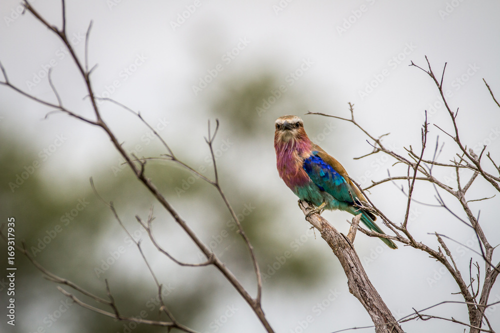 Lilac-breasted roller sitting on a branch.