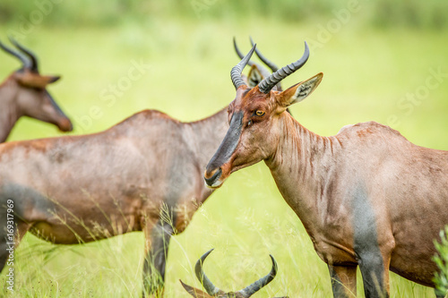 Side profile of a Tsessebe in a group. photo