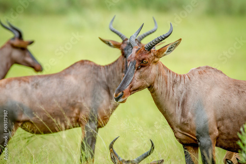 Side profile of a Tsessebe in a group.