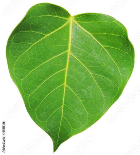 bo leaf on isolate and white background and clipping path