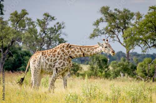 Giraffe walking in the grass with Oxpeckers.