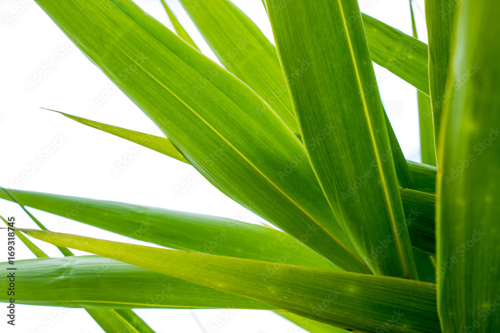 Fototapeta premium Green leaves pattern texture on surface on white background.