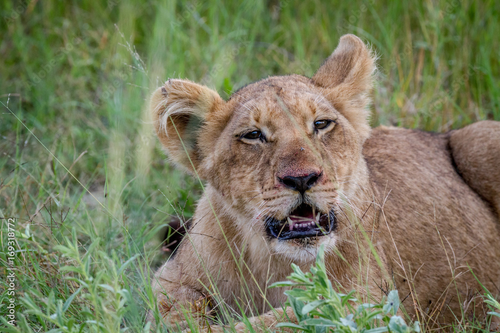 Fototapeta premium Lion cub starring at the camera.