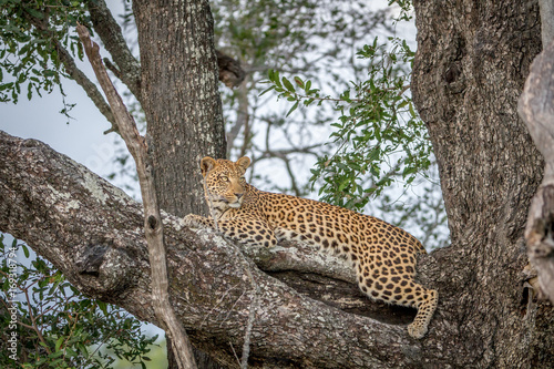 Leopard laying down on a branch.