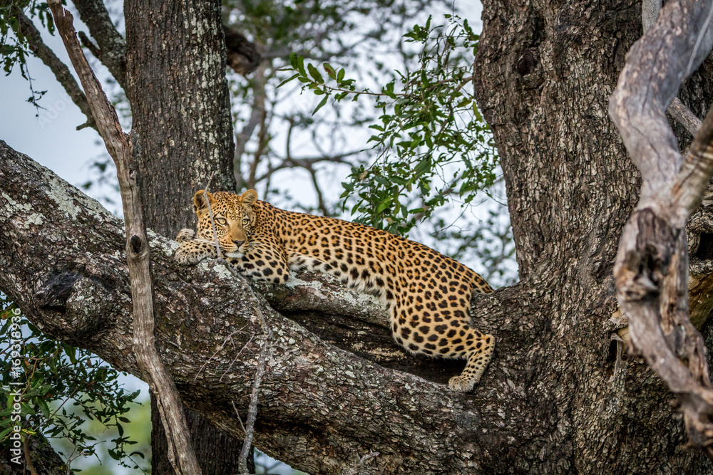 Leopard laying down on a branch. Leopard laying down on a branch.