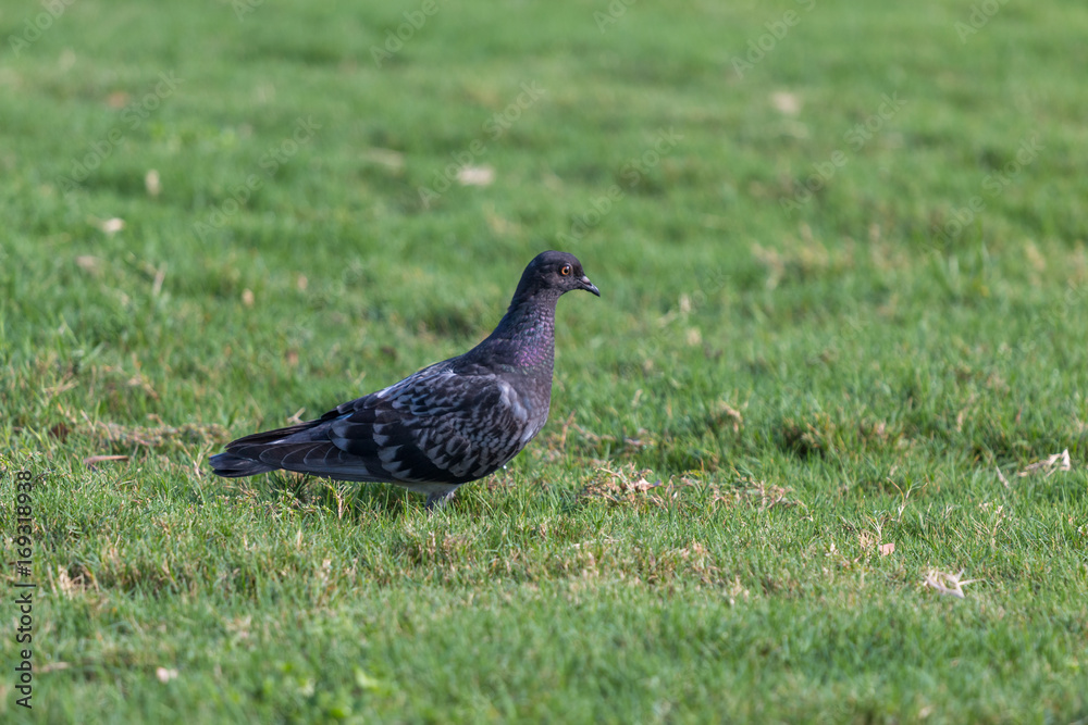Single Pigeons Walking On Green Grass on Sunny Day Single Pigeons Walking On Green Grass on Sunny Day