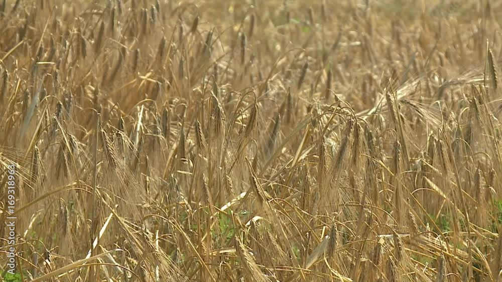 Wheat field Ears of wheat and bright sunny day. Rich harvest. Shallow depth of field Wheat field Ears of wheat and bright sunny day. Rich harvest. Shallow depth of field