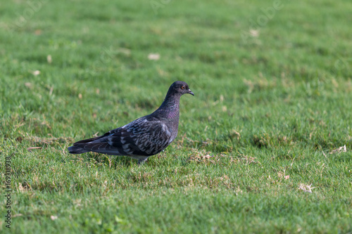 Single Pigeons Walking On Green Grass on Sunny Day