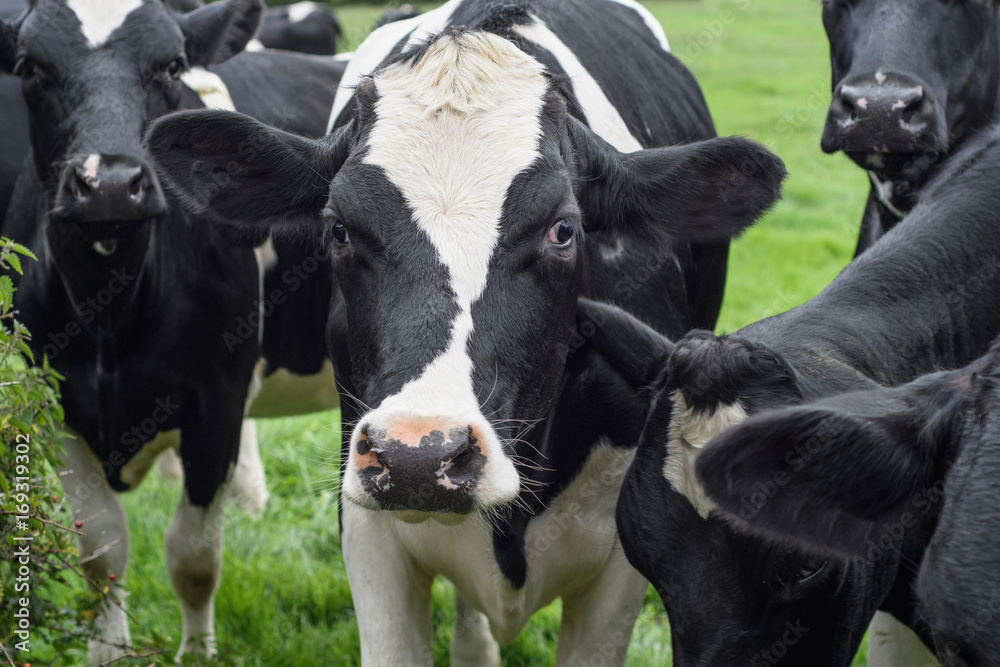 Close up of a black and white cow