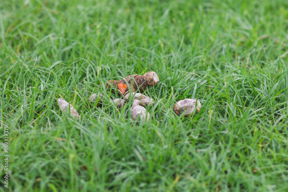Close up poo poo of the dog drop on the grass Close up poo poo of the dog drop on the grass