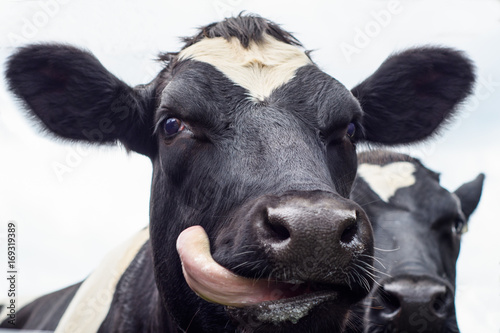 Close up of a black and white cow licking it's tongue out