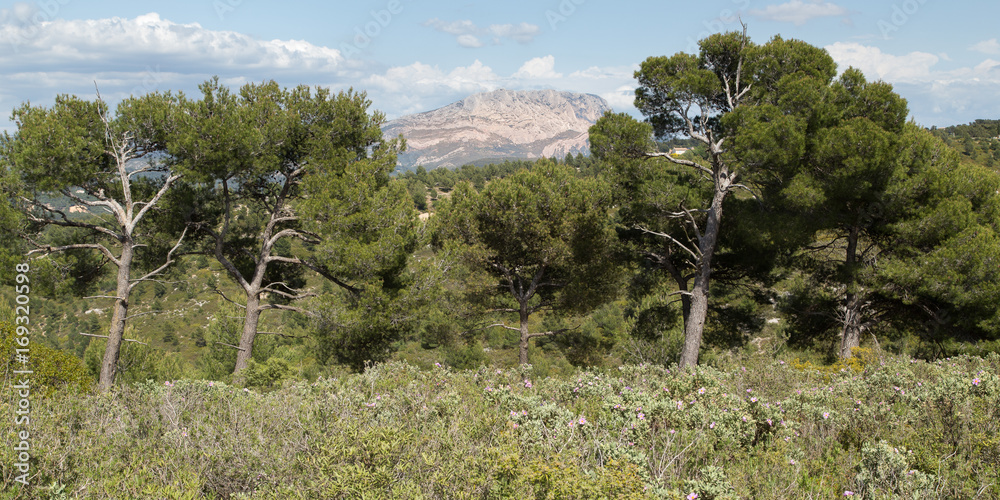 The Sainte-Victoire mountain, near Aix-en-Provence, seen from the Montaiguet massif
