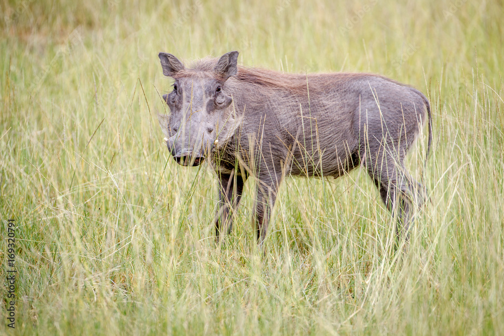 Warthog standing in between the high grasses. Warthog standing in between the high grasses.