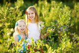 Cute little sisters picking fresh berries on organic blueberry farm on warm and sunny summer day