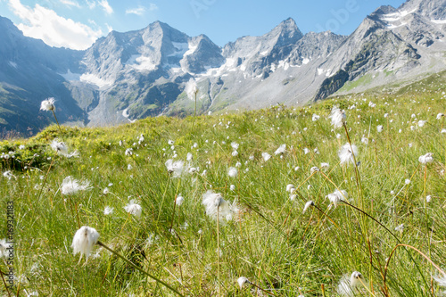 Wollgrasfeld in den Alpen photo