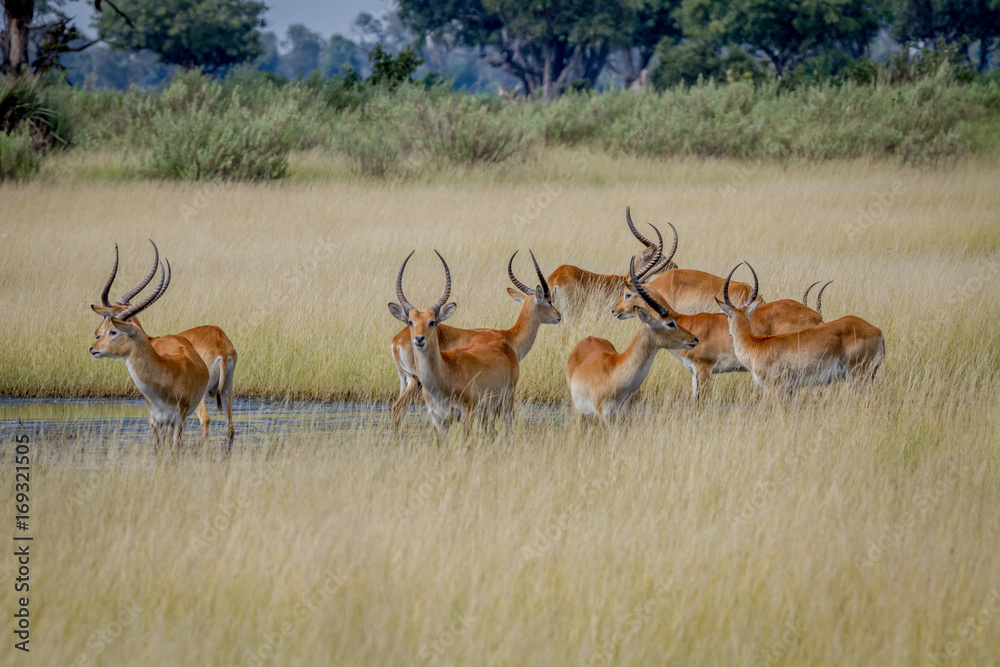 Group of Lechwes standing in the long grass. Group of Lechwes standing in the long grass.