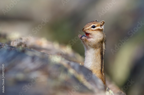 Chipmunk eating blueberries