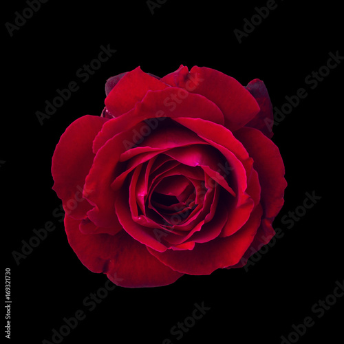 Dark red rose