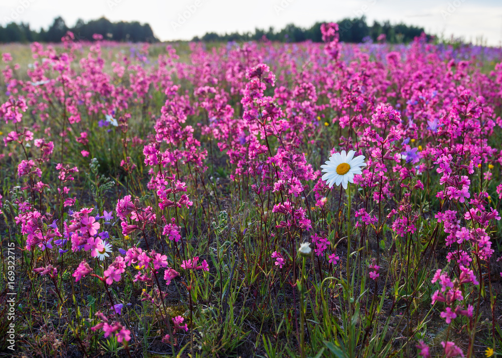 Field of flowers, summer, landscape