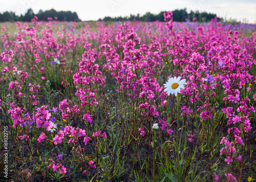 Field of flowers, summer, landscape