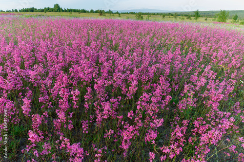 Field of flowers, summer, landscape