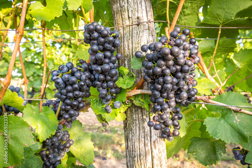 Wallpaper Mural Bunches of ripe grapes growing on grapevine at sunset. Ready for harvest.  Torontodigital.ca
