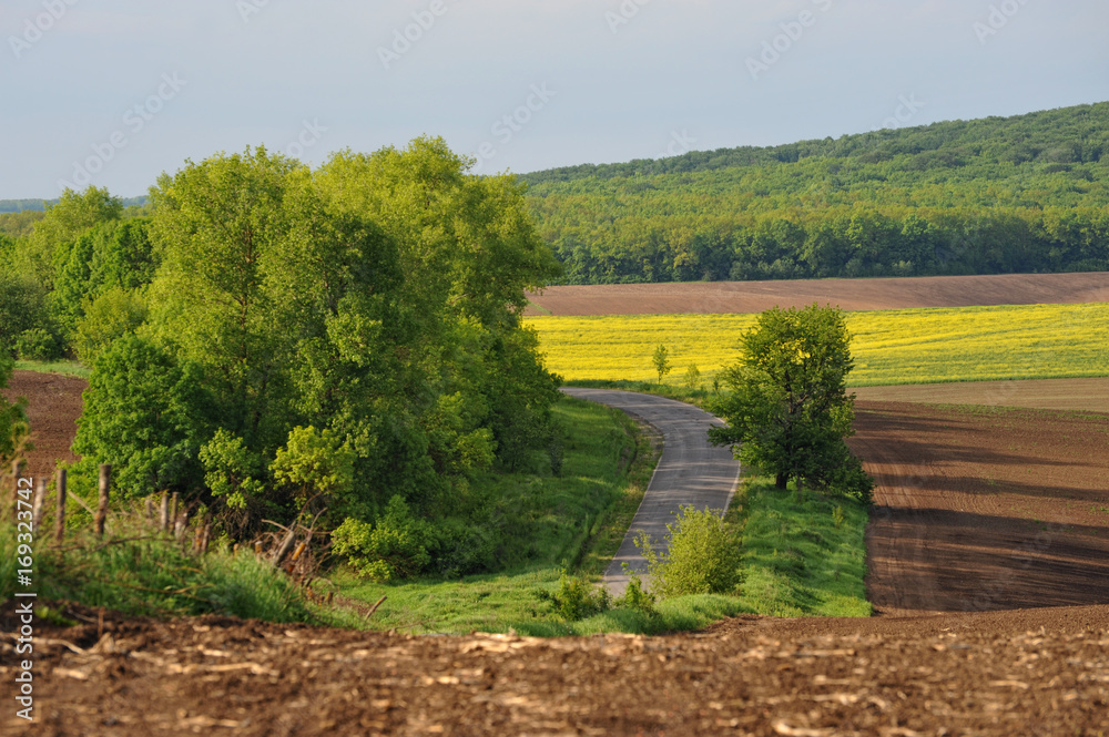 Treated fields, forest, blue sky with clouds. Beautiful summer landscape. Summer landscape under gray sky. Plowing, rape flowers, asphalted road