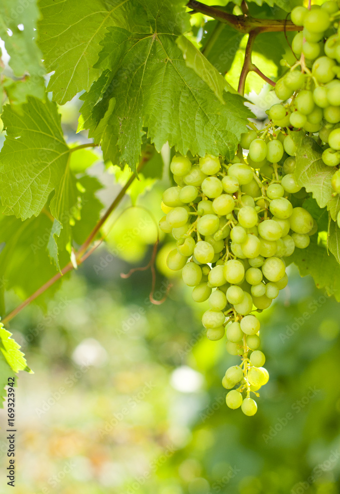 harvesting of green grapes, agriculture and winemaking. Background of leaves and fruits